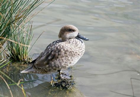 Marbled Teal Photograph By John Devriesscience Photo Library Pixels