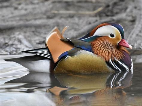 Our fancy mandarin ducks will start laying eggs soon. Rare Mandarin Duck Spotted In Assam After 100 Years