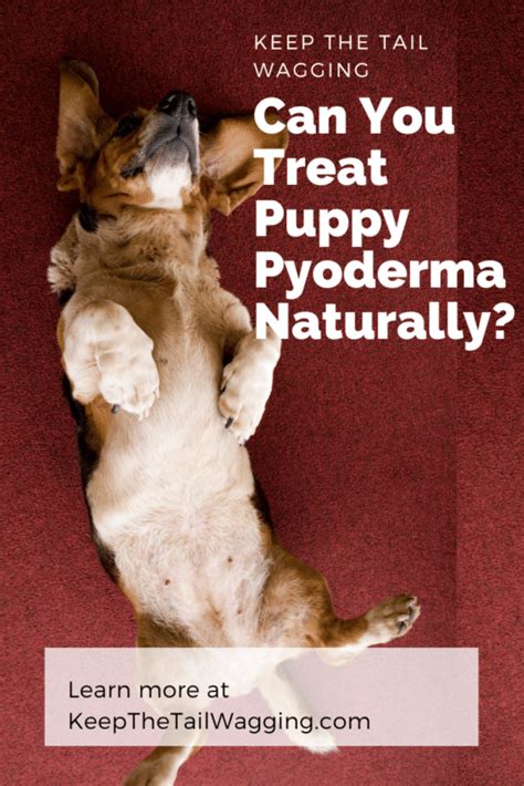 How Do You Treat Pyoderma In Dogs Naturally