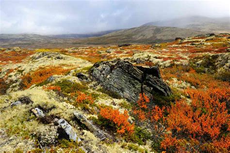 Tundra Biome The Habitat Encyclopedia