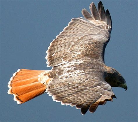 Red Tailed Hawk Soaring Chicken Hawk Animal Pictures And Facts