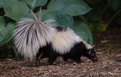 Are Skunks Important In Our Gardens — Ferns And Feathers