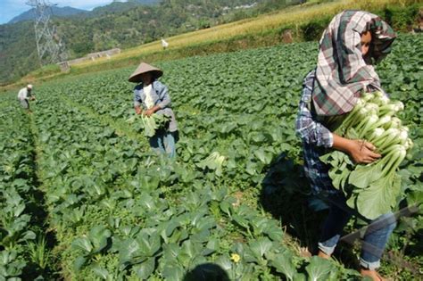 Pertanian Organik Indonesia Berkembang Pesat ANTARA News