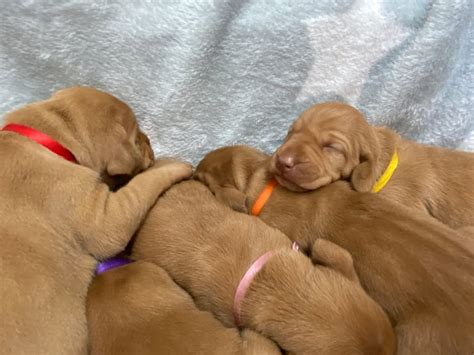 We did not find results for: Magyar Vizsla Welpen mit FCI-Ahnentafel sucht seineues ...