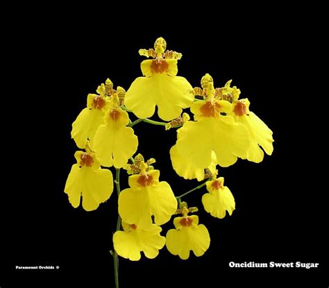 Miniature Oncidium With A Branching Spikes Carrying A Multitude Of