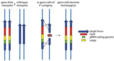 Principle Of A Crispr Cas9 Based Gene Drive In Mosquitoes A Compound