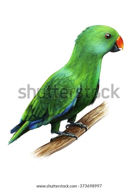 Parrot Green Drawing Eclectus Roratus Lorius 스톡 일러스트 373698997