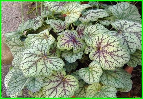 Tanaman Hias Daun Untuk Indoor Maupun Outdoor (Dengan ...