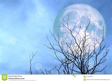 Full Blue Moon Back Silhouette Branch Dry Tree Stock Illustration