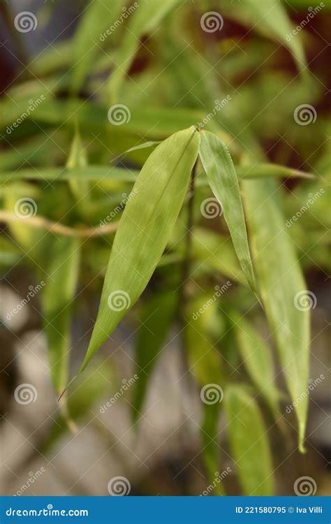 umbrella bamboo asian wonder stock image image of clumping nature 221580795