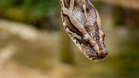 What Is A Reticulated Python Your Ultimate Guide To Understanding Its