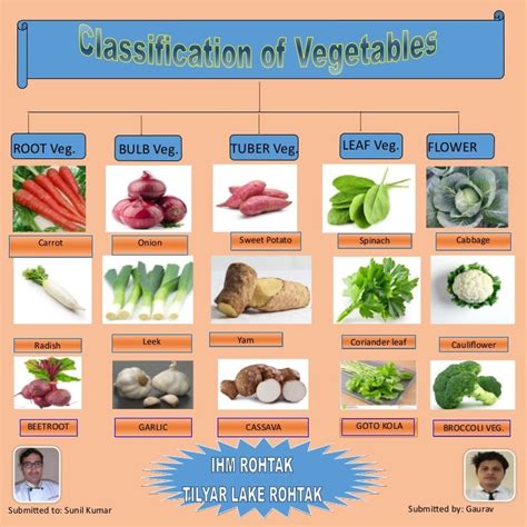 Classification Of Vegetable