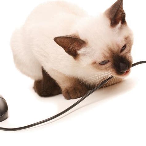 Loose or dangling cords can translate as chew toys for some kitties, creating for them a risk of electrocution or arrange furniture so that your cat can't access the cords. Tips to Stop Your Cat from Chewing Wires