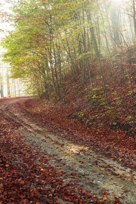 Autumn Road Through The Forest With Bright Side Sun Rays Stock Image
