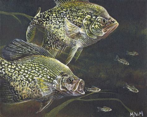 Print Of Acrylic Painting Crappie Minnows