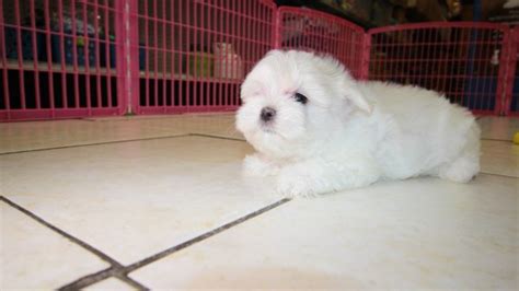 On the lookout for preloved puppies for adoption in your neck of the woods? Happy Little Maltese Puppies For Sale, Georgia Local ...