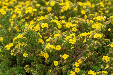 Growing The Shrubby Cinquefoil In The Home Garden