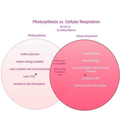 Photosynthesis And Cellular Respiration Venn Diagram