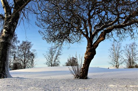 Winter Snow Landscapes Free Photo On Pixabay