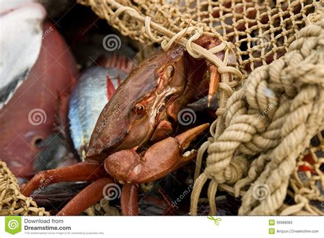 Pesca Da Rede De Arrasto Imagem De Stock Imagem De Pescador 39088083