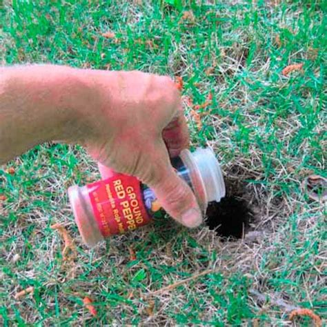 A Chipmunk Hole Gets A Decent Sprinkling Of Red Pepper Moles In