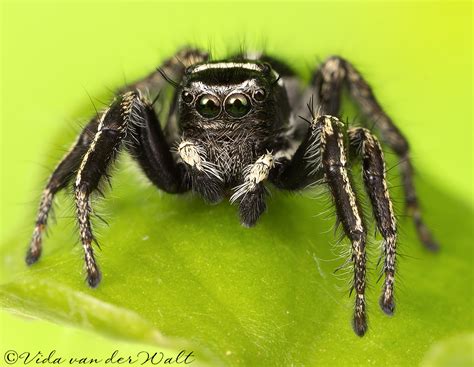 Jumping Spiders Of South Africa Hyllusargyrotoxus