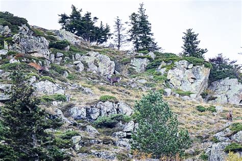 Le Temps du brame dans les Pyrénées – Une place de brame fréquentée