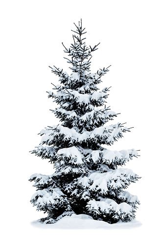 Winter Christmas Tree Covered With Snow On White Stock