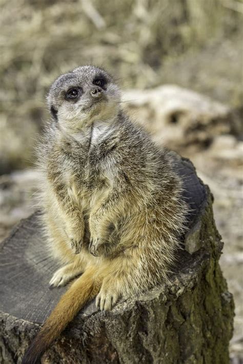 Adorable Pregnant Meerkat Stock Image Image Of Attentive 86284663