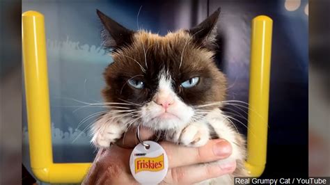 Grumpy Cat Who Entertained Millions Online Dies At Age 7 Wbbj Tv