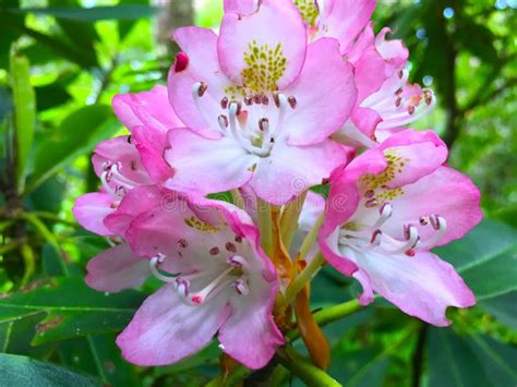 Pink Mountain Rhododendron Flowers Stock Image Image Of Outdoors