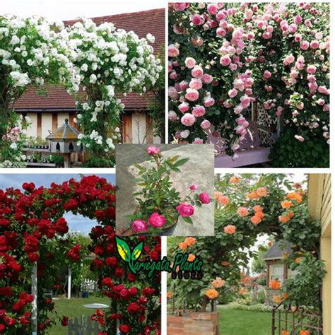 Jual Tanaman Bunga Mawar Rambat Climbing Rose Tanaman Hias Bunga