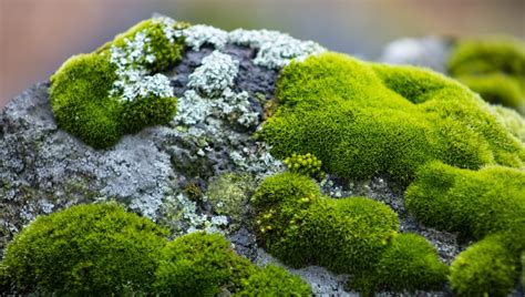 How Does Moss Grow On Trees Easily Explained Inside