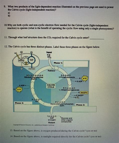 A) mesophyll cells b) bundle sheath cells c) both of the above d) neither of the above. Solved: 1. In Which Plant Cell Type Does Most Photosynthes ...