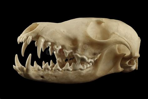 Fox Skull Isolated On The Black Background Stock Photo Image Of Jaws