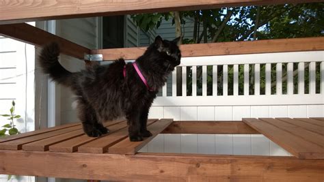 Maybe you would like to learn more about one of these? Outdoor Cat Enclosure/Catio - Part 16: CATS!!! - ORBITED ...