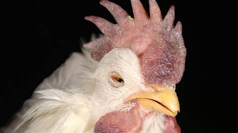 Newcastle disease affects chickens and other captive and wild birds. Backyard chickens hit hard by a long-gone, extremely ...