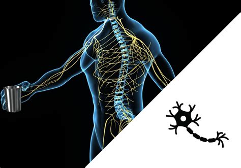 Afección rara por la que el sistema inmunitario del cuerpo ataca los nervios fuera del encéfalo y la médula espinal. Can You Recover From Guillain Barre Syndrome? | Orlando ...