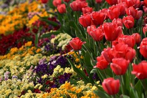 The Best Springtime Flowers For Your Garden