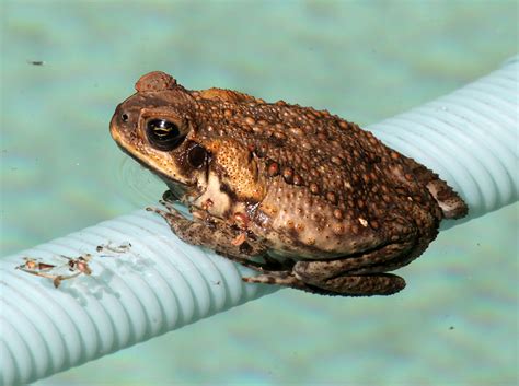 Cane toads haven't quite made it too far into my area of florida. Queensland Establishes Kill Zone For Invasive Cane Toad In ...