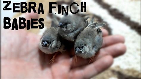 What To Feed Abandoned Baby Finches Genna Almanza