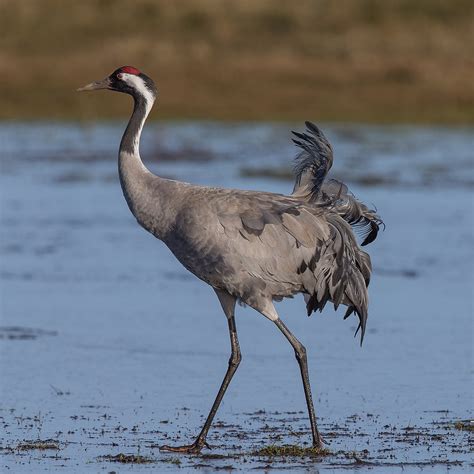 The cranes are similar in appearance to large herons. Common crane - Wikipedia