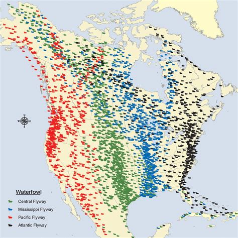 Migratory Bird Flyways In North America