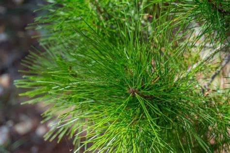 Clsoe Up Of Evergreen Coniferous Tree Branch With Long Green Needles