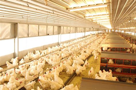 Leong hup international bhd, en route for a main market relisting on may 16, announced today it is aiming to raise funds of up to rm275 million from its initial public offering (ipo) to support its domestic and regional expansion moving forward.the integrated poultry producer launched its prospectus today for the ipo exercise, which entails the issuance of up to 937.5. feedmill | Leong Hup International Berhad