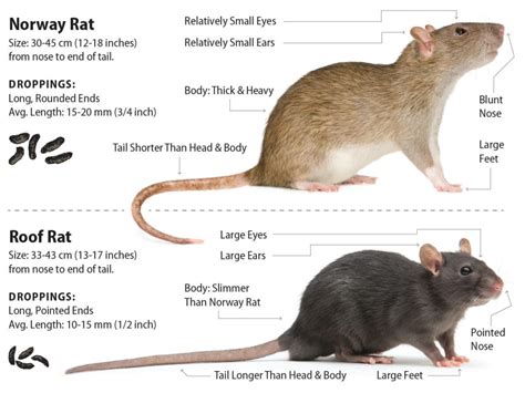 Roof Rat Vs Norway Rat Which Invades Your Home Green Rodent