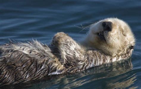 Sea Otter Oceana