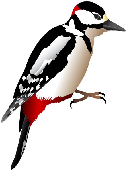 Purepng is a community of creative people sharing transparent high quality png images without any background. Woodpecker Transparent Image | Gallery Yopriceville - High ...