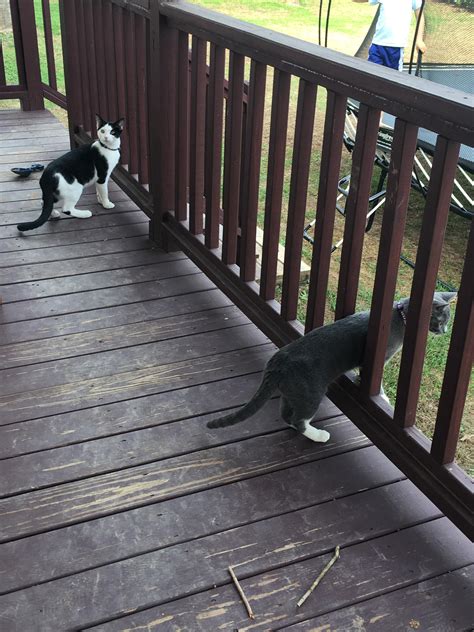 The Kittens First Time In The Backyard We Let Them Explore For An