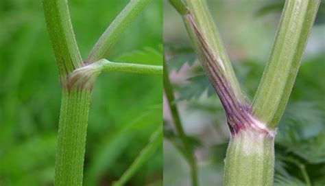 Poison Hemlock Identification And Control Agriculture